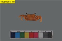 藏品(糾結南方招潮蟹)的圖片